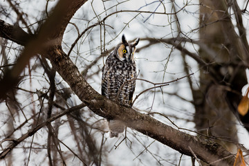 Long eared owl perched in a boreal forest Quebec, Canada.