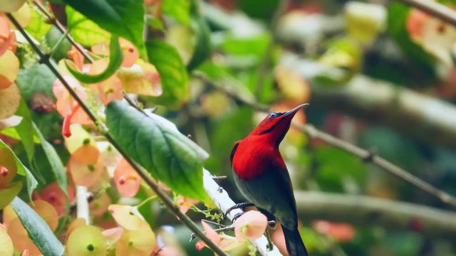 Crimson Sunbird like to find nectar in carpel of the flower.