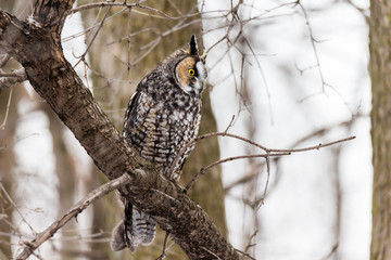 Long eared owl perched in a boreal forest Quebec, Canada.