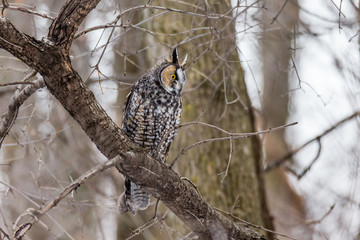 Long eared owl perched in a boreal forest Quebec, Canada.