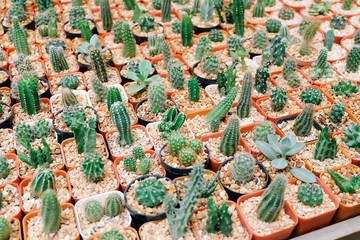 Mini varoius cactus pot for background