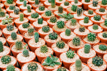 Fototapeta premium Mini varoius cactus pot for background
