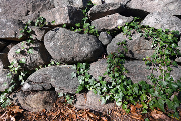 Rock Wall with Vines