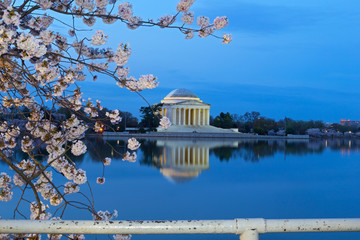 Thomas Jefferson Memorial with reflection in a quiet dawn hour of a cherry blossom festival in US capital city. A close-up cherry branch with flower at Tidal Basin reservoir in Washington DC, USA.