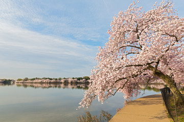 Footpath around Tidal Basin reservoir during cherry blossom in Washington DC, USA. Cherry trees at peak of bloom around water reservoir in US capital city.