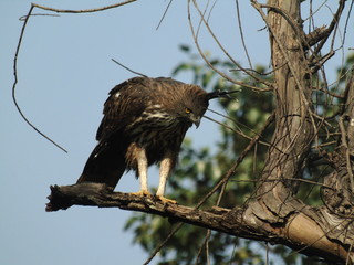 Crested Hawk Eagle 