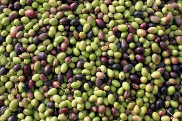 Harvested olives in olive oil mill in Greece.