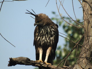 Crested Hawk Eagle 
