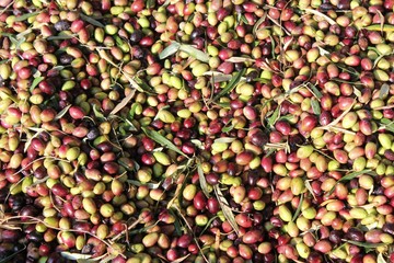Harvested olives in olive oil mill in Greece.