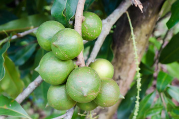 The results of the Macadamia