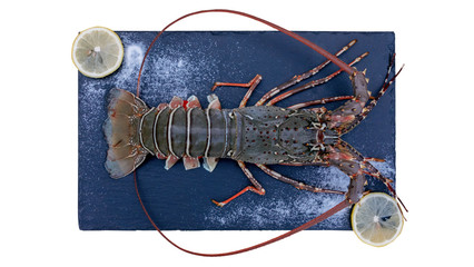 Fresh spiny lobster on black plate over white background - 301300700