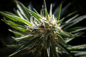 Naklejka na ściany i meble Marijuana Bud in Garden