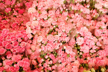 Beautiful fresh carnation flower blooming for background