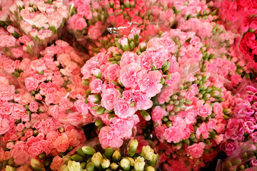 Beautiful fresh carnation flower blooming for background