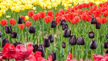 Fototapeta premium close-up of bright vivid yellow, red and rare black color tulips in flower bed. defocused red fluffy tulips on the foreground. flowers on bright green foliage background. floral background