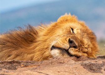 Lion King in National Park Africa