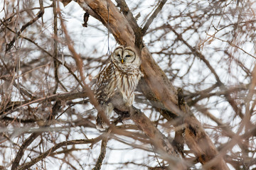 Barred owl in deep mid winter in a snowy landscape, Quebec, Canada.