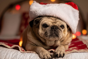 Portrait of a dog wearing a Christmas hat.