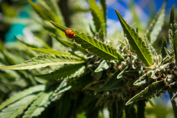 Lady Bug on Marijuana Plant