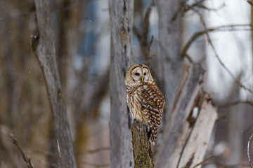 Barred owl in deep mid winter in a snowy landscape, Quebec, Canada.