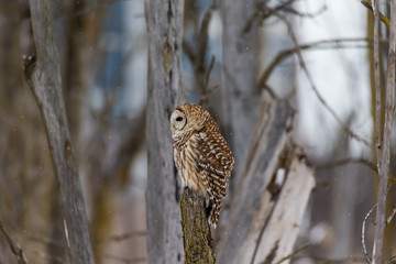 Barred owl in deep mid winter in a snowy landscape, Quebec, Canada.