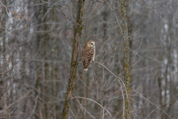Barred owl in deep mid winter in a snowy landscape, Quebec, Canada.