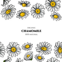 Camomile flowers. Vector seamless pattern. Vintage style