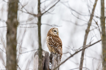 Barred owl in deep mid winter in a snowy landscape, Quebec, Canada.
