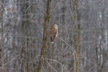 Barred owl in deep mid winter in a snowy landscape, Quebec, Canada.