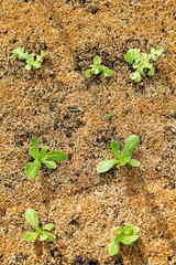 organic cos lettuce growing in garden, close up Green romaine lettuce garden