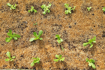 organic cos lettuce growing in garden, close up Green romaine lettuce garden