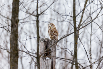 Barred owl in deep mid winter in a snowy landscape, Quebec, Canada.