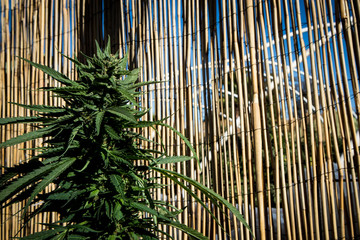 Marijauna Plant in Front of Bamboo Fence