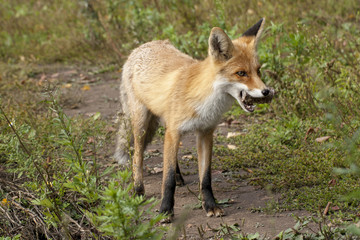 red fox