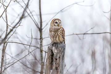 Barred owl in deep mid winter in a snowy landscape, Quebec, Canada.