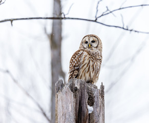Barred owl in deep mid winter in a snowy landscape, Quebec, Canada.