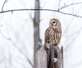 Barred owl in deep mid winter in a snowy landscape, Quebec, Canada.