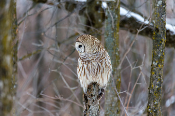 Barred owl in deep mid winter in a snowy landscape, Quebec, Canada.