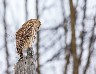 Barred owl in deep mid winter in a snowy landscape, Quebec, Canada.