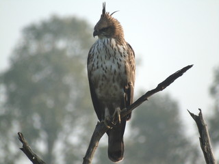 Crested Hawk Eagle