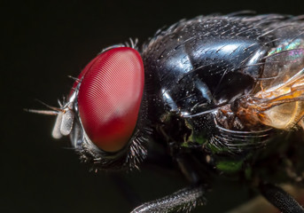 Macro Photo of Black Blowfly Isolated on Black Background