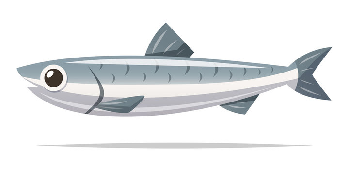 Anchovy Fish Vector Isolated Illustration