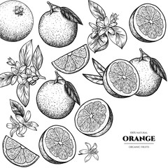 Vector oranges hand drawn sketch. Sketch vector  food illustration. Vintage style