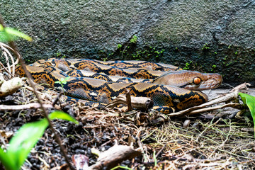 Boa constrictor snake on floor
