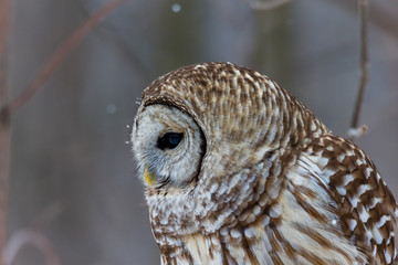 Barre owl in deep midwinter on the lookout for prey.