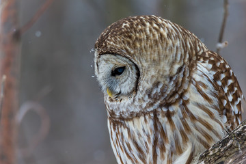 Barre owl in deep midwinter on the lookout for prey.