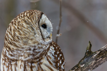 Barre owl in deep midwinter on the lookout for prey.