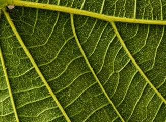 Close up of green leaf with detailed leaf texture 