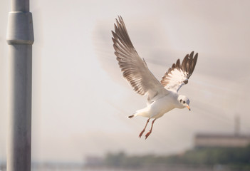 Seagulls flying in the sky in winter.