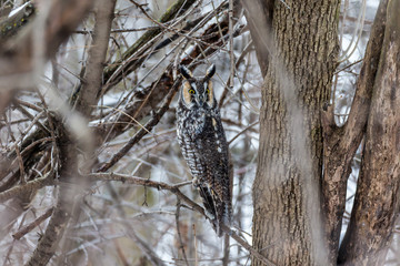 Long eared owl perched in a tree.
